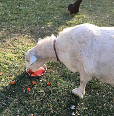 Usually Brandy gets pushed away by Jester, so I'm glad she got her fair share this time.