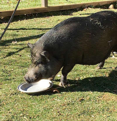 Doink is a long-time member of the clean plate club.