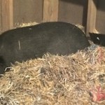 Pigs Need Nests, Too