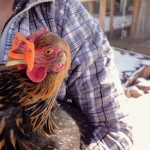Pinless Peepers for Pecking Chickens