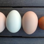 Eggs, Beautiful Eggs