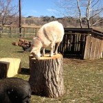 More Fun For Goats!