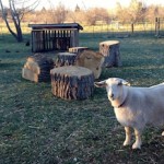 More Fun For Goats – Again!
