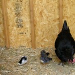 Chicks, Welcome To The Barnyard!