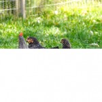Roosters Fail, Hens Are Happy