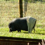 Ten Reasons I Love My Pig Doink