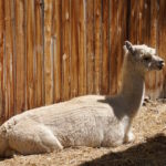 The Day The Alpaca Shearer Came