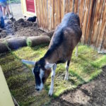 Laying Sod In The Barnyard